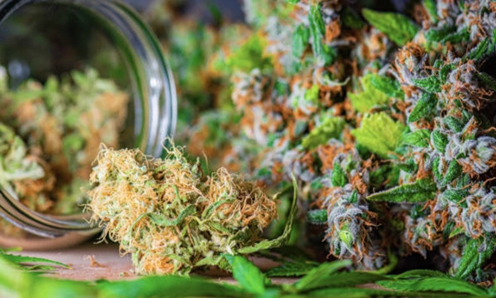 Enter the Realm of Pure Elegance with Exotic THCA Flower Delights